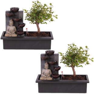 Bonsai tree with Easy-care watering system - Set of 2 - Buddha - Height 25-35cm