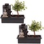 Drzewo Bonsai - Zestaw 2 sztuk - Budda - Roślina domowa - Wysokość 25-35cm