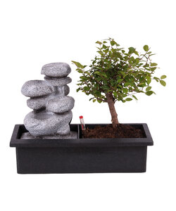 Bonsái con sistema de riego Easy-care - Piedras Zen - Altura 25-35cm