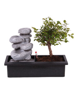 Drzewo Bonsai z systemem wodnym Easycare - Kamienie Zen - Wysokość 25-35cm