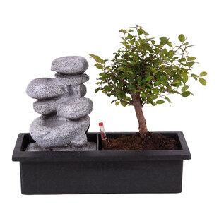 Bonsai tree with Easy-care watering system - Zen stones - Height 25-35cm