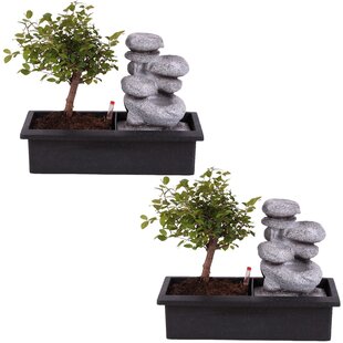 Bonsai tree with Easy-care watering system - x2 - Zen stones - Height 25-35cm
