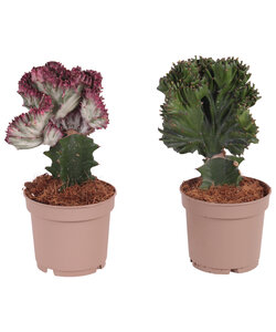 Euphorbia Lactea 2x - Spurge coronado - Maceta 12cm - Altura 25-30cm