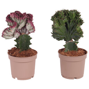 Euphorbia mix - Mélange de 2 plantes - Pot 12cm - Hauteur 25-30cm