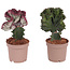 Euphorbia Lactea Cristata / Frankii - Mix van 2 - Pot 12cm - Hoogte 25-30cm