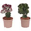 Euphorbia lactea Cristata und Frankii - 2er Set - Kaktus - ø12cm - Höhe 25-30cm