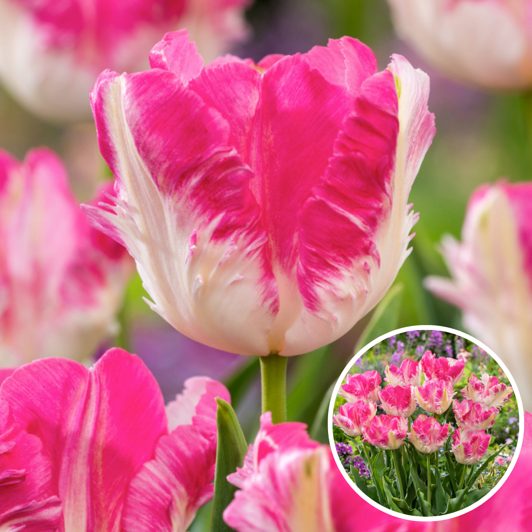 Tulipa Cabanna - 15x Bulbes de Tulipes - Rose / Blanc - FloraStore