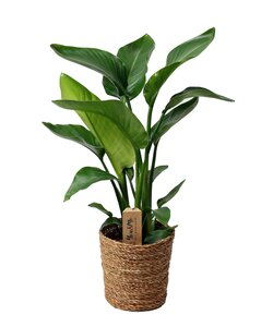 Strelitzia 'Bird of Paradise' plant including basket - ⌀17cm - Height 55-70cm