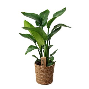 Strelitzia Nicolai in mand - Paradijsvogelbloem - Pot 17cm - Hoogte 55-70cm