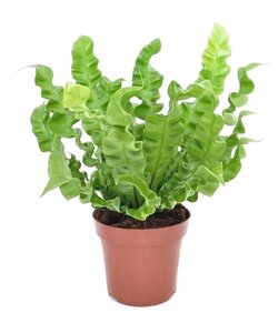 Asplenium nidus 'Crispy Wave' - Varen - Pot 12cm - Hoogte 25-40cm