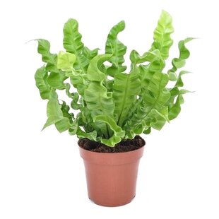 Asplenium nidus 'Crispy Wave' - Varen - Pot 12cm - Hoogte 25-40cm