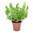 Asplenium nidus 'Crispy Wave' - Varen - Pot 12cm - Hoogte 25-40cm