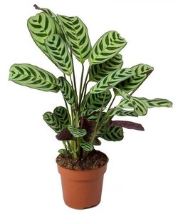 Ctenanthe 'gebedsplant' - Burle-marxii - Pot 12cm - Hoogte 25-40cm