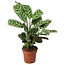 Ctenanthe 'roślina modlitewna' - Burle-marxii - ⌀12cm - Wysokość 25-40 cm