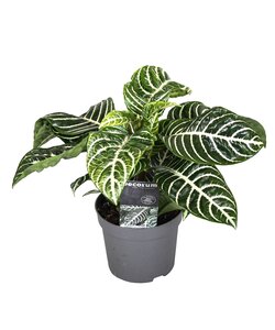 Aphelandra Botanica 'Zebra plant' - ø13cm - Height 25-45cm