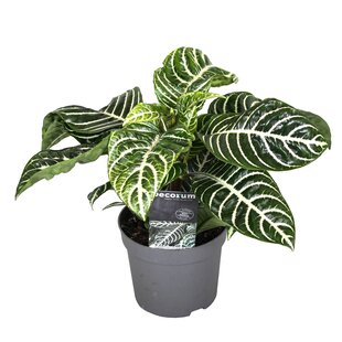Aphelandra - Zebraplant - Pot 13cm - Hoogte 25-45cm