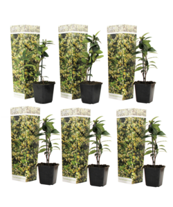 Toscaanse Jasmijn - Set van 6 - Geel - Tuinplanten - Pot 9cm - Hoogte 25-40cm