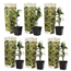 Toskanischer Jasmin - Set von 6 - Gelb - Gartenpflanzen - Topf 9cm- Höhe 25-40cm