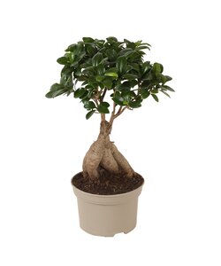 Bonsai Ficus Ginseng - Plantas de interior - Maceta 12cm - Altura 30-40cm