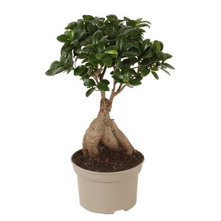 Ficus Ginseng 'Japanse Bonsai'- Pot 12cm - Height 30-40cm