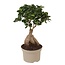 Bonsai Ficus Ginseng - Plantas de interior - Maceta 12cm - Altura 30-40cm