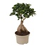 Bonsaï Ficus Ginseng - Plante d'intérieur - Pot 12cm - Hauteur 30-40cm