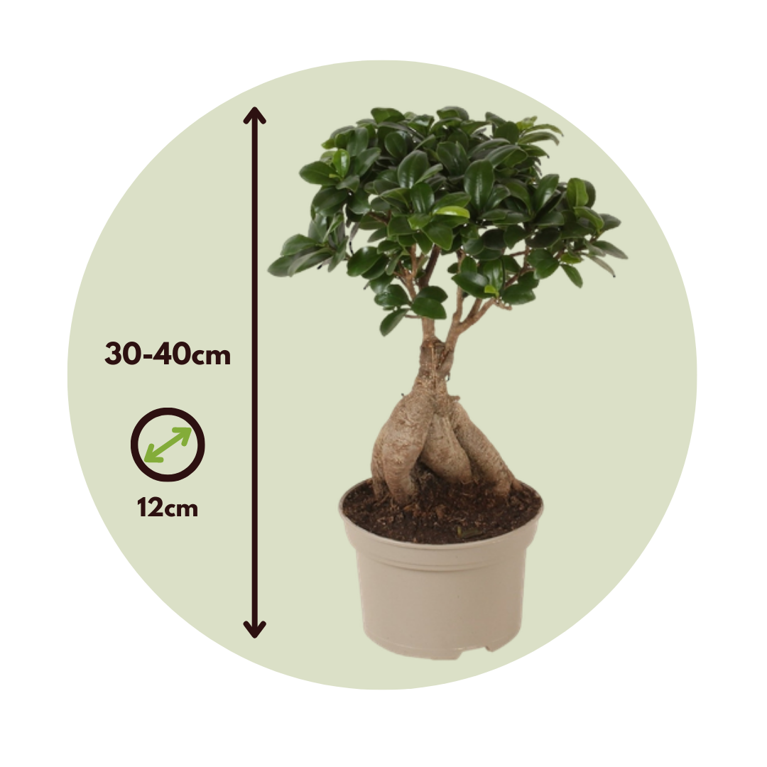 Bonsai Ficus Ginseng - Plante d'intérieur - Pot 12cm - Hauteur 30