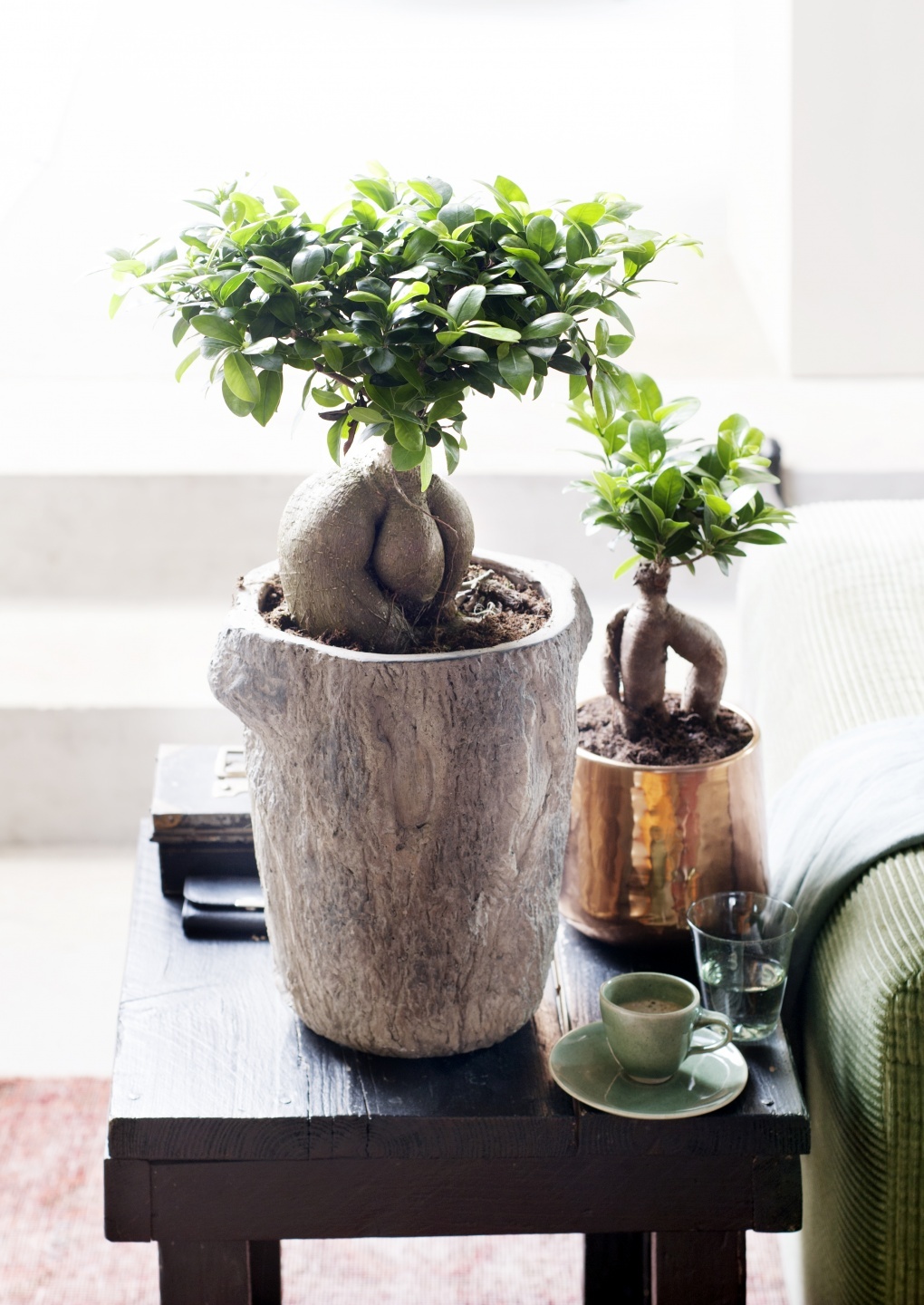 Bonsai Ficus Ginseng - Piante da appartamento - ⌀ 12cm - Altezza 30-40cm -  FloraStore