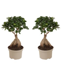 Bonsaï Ficus Ginseng - Set de 2 - Pot 12cm - Hauteur 30-40cm