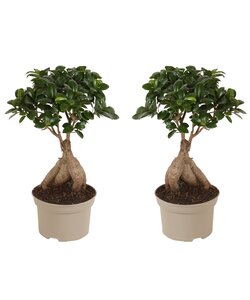 Ficus microcarpa Ginseng - 2er Set - Ginseng Baum - Topf 12cm - Höhe 30-40cm