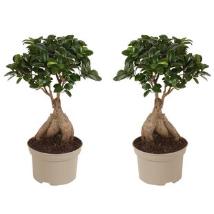 Ficus Ginseng 'Japanse Bonsai' - Set of 2 - ø12cm - Height 30-40cm