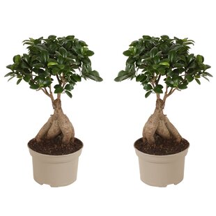 Ficus microcarpa Ginseng - 2er Set - Ginseng Baum - Topf 12cm - Höhe 30-40cm