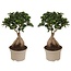 Bonsai Ficus Ginseng - Juego de 2 - Plantas de interior - ⌀12cm - Altura 30-40cm
