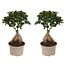 Bonsaï Ficus Ginseng - Set de 2 - Pot 12cm - Hauteur 30-40cm