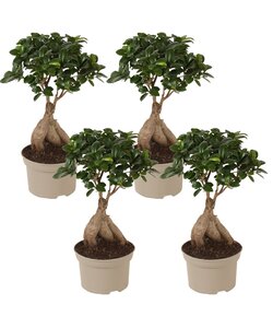 Ficus ginseng 'Japansk Bonsai' - Sæt med 4 - Stueplante - ø12cm - Højde 30-40cm