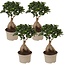 Bonsai Ficus Ginseng - Juego de 4 - Plantas de interior - ⌀12cm - Altura 30-40cm
