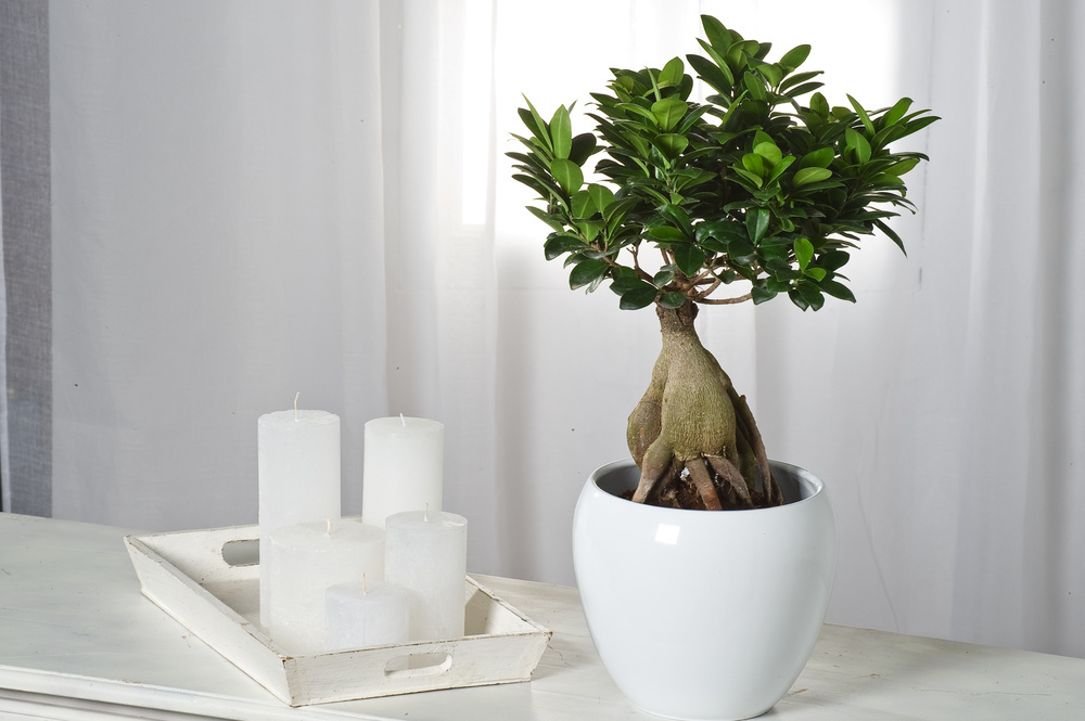 Ficus Ginseng - Bonsai giapponese - Set di 4 - Vaso 12cm - Altezza 30-40cm  - FloraStore
