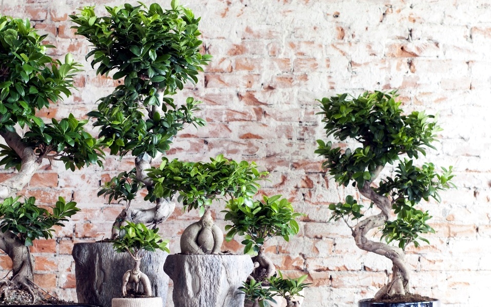 Ficus Ginseng Albero da interno in vaso da 12 cm Giardino vivo Casa Ufficio  Casa Pianta decorativa Bonsai cinese Microcarpa Buddha -  Italia