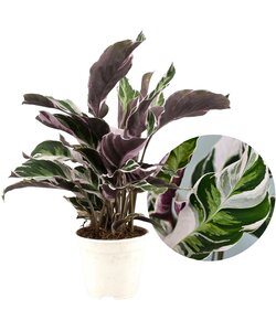 Calathea 'Fusion White' - Houseplant - ø14cm - Height 30-40 cm