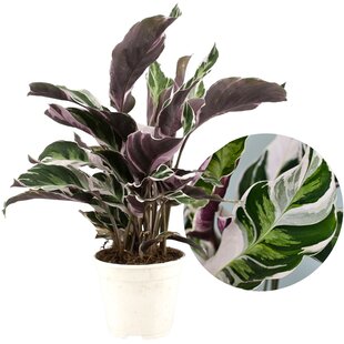 Calathea 'Fusion White' - Houseplant - ø14cm - Height 30-40 cm