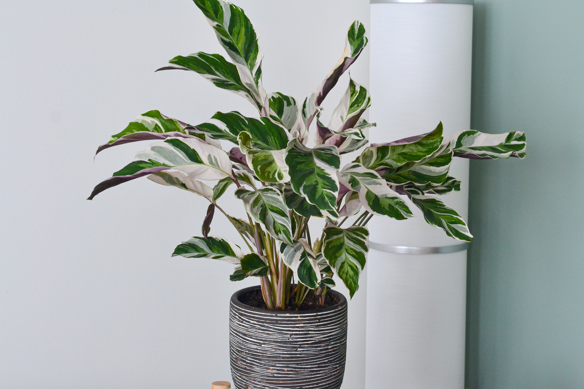 Plant in a Box - Calathea Fusion White - Purificateur d'air - Plante  d'intérieur - Pot 14cm - Hauteur 30-40cm : : Jardin