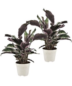 Calathea 'Fusion White' - Set di 2 - Pianta della casa - ⌀14cm - Altezza 30-40cm