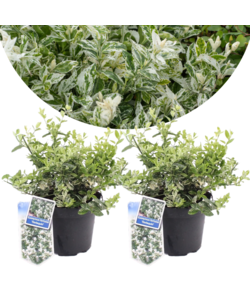 Euonymus Harlequin - Set van 2 - Groenblijvend - Pot 17cm - Hoogte 20-30 cm