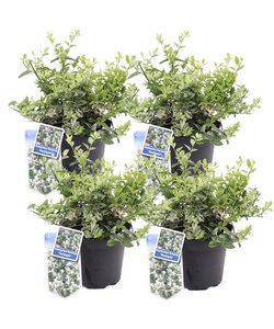 Euonymus Harlequin - Set van 4 - Groenblijvend - Pot 17cm - Hoogte 20-30cm