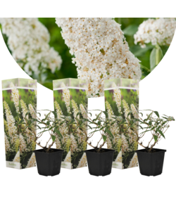Arbustes papillons - Buddleja blanc - Set de 3 - Pot 9cm - Hauteur 25-40cm