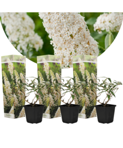 Buddleja Butterfly Bushes - White - Set of 3 - ø9cm - Height 25-40 cm