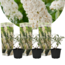 Vlinderstruiken - Buddleja Wit - Set van 3 - Tuin - Pot 9cm - Hoogte 25-40cm