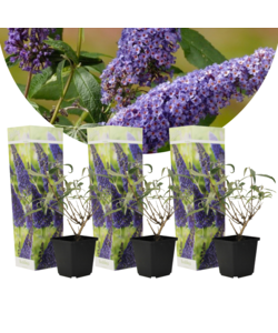 Arbustes à papillons - Buddleja violet - Set de 3 - Pot 9cm - Hauteur 25-40cm