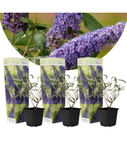 Buddleja davidii Lila - 3er Set - Sommerflieder - Topf 9cm - Höhe 25-40cm