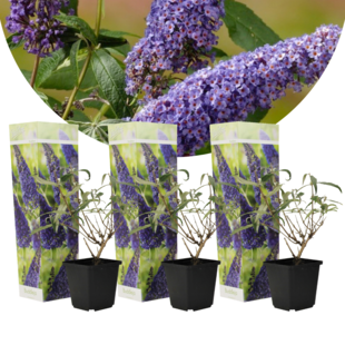 Buddleja Butterfly Bushes - Purple - Set of 3 - ø9cm - Height 25-40 cm